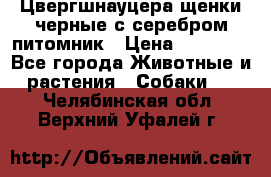 Цвергшнауцера щенки черные с серебром питомник › Цена ­ 30 000 - Все города Животные и растения » Собаки   . Челябинская обл.,Верхний Уфалей г.